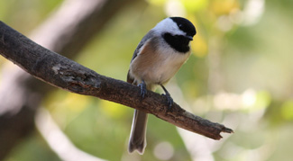 A picture of a chickadee on a branch looking just as cute as can be, probably staring at some native plants--the ones you can use to bring birds and pollinators to your home!
