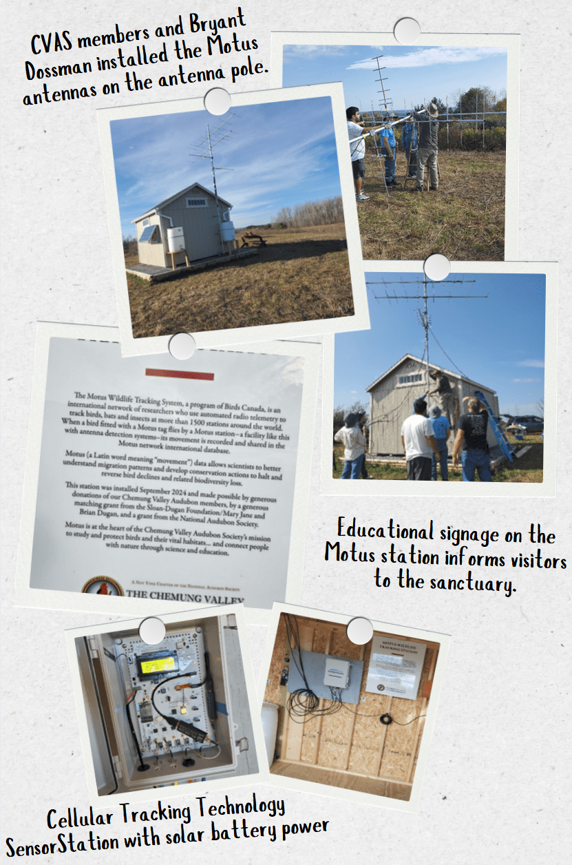 A collage of our team installing the Motus station, of the technology in the station, and a picture of the educational signage inside of the Sanctuary.