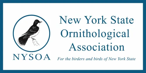 Logo, teal text on white with a grayscale image of a nuthatch on a branch. Text reads: New York State Ornithological Association: For the birders and birds of New York State.