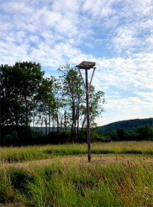 Osprey Nesting Pole