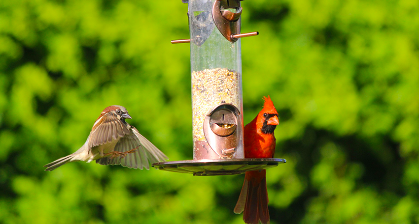 A picture of birds at a bird feeder, featuring this coder's second favorite bird, that red cardinal. My favorite bird is the tufted titmouse, which is not on this bird feeder. Bummer! Anywho, the button here says Learn More.