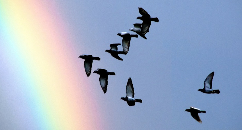 A picture of birds flying through a sky with a very beautiful rainbow. The text reads: Chemung Valley Audubon Society's events are open to everyone regardless of age, race, religion, ability, or gender identity. The button link text reads: View Calendar.